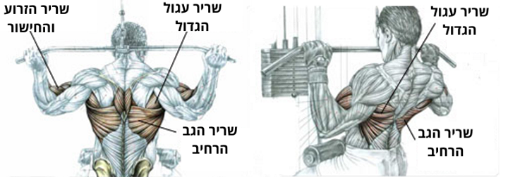 משיכה בפולי עליון לחזה או מאחורי הראש - מה ההבדל?